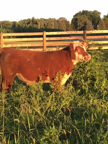 cow
